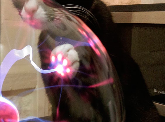 плазменный светильник и кот