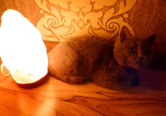 солевая лампа и кот