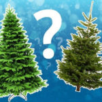 Как правильно выбрать елку на Новый год?
