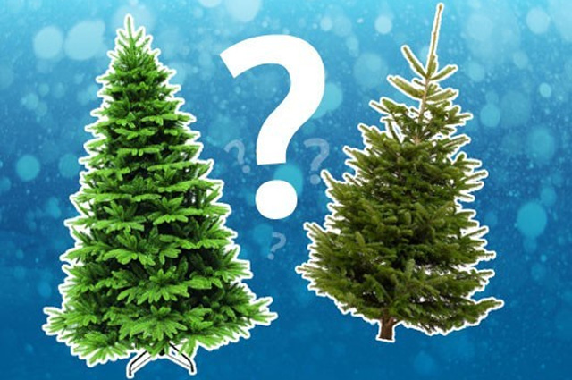 живая или искусственная елка - какая лучше?